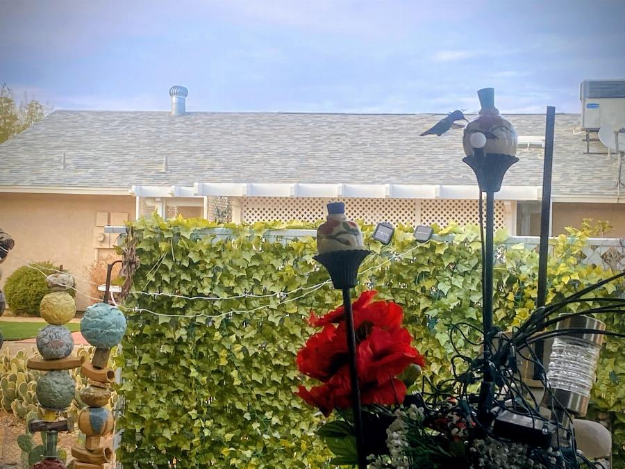 Hummingbird Feeder: Mar. 2026
